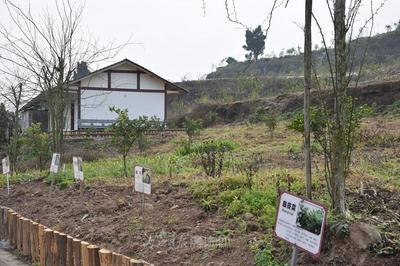 內江 以“產業融合+研學實踐”雙輪驅動，探索中醫藥傳承創新與智能化工程新路徑